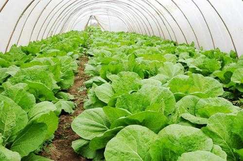 乙蒜素的使用注意事项(杀菌剂乙蒜素能防治哪些病害)